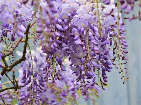 Top 21 Ornamental Plants To Grow In Your Garden Florgeous