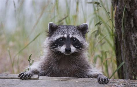 Woman Charged After Bringing Pet Raccoon To A Bar Iheart