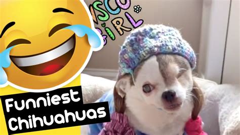 Funniest Chihuahuas Compilation 2 Try Not To Laugh Youtube
