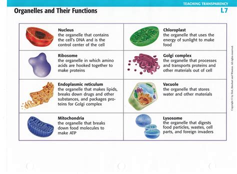 Plant cells differ from other eukaryotic cells because the organelles present are different. Image result for cell organelles | Organelles, Cell ...