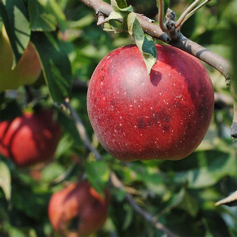Winesap Apple Tree - One Green World
