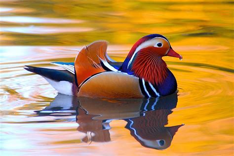 The mandarin duck (aix galericulata) is a perching duck species native to the east palearctic. mandarin, Duck, Bird, Ducks, 29 Wallpapers HD / Desktop ...