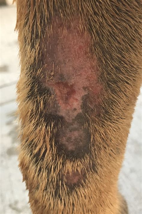 Place a sterile, nonstick, absorbent pad on the wound. health - What is this wound on my dog's leg? Help me ...