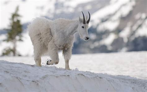 Mountain Goats Glacier National Park Jeff Wendorff Photography