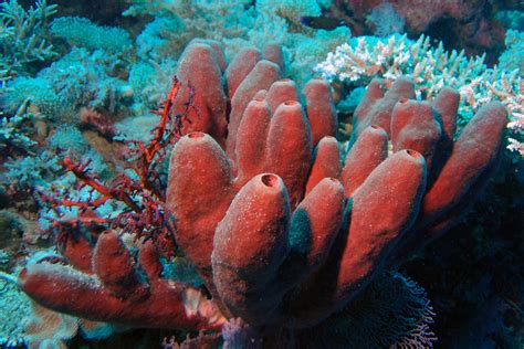 As Esponjas Constituem O Filo Porifera Do Reino Animal Ensino