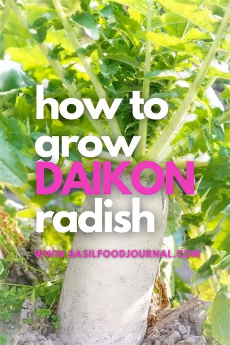 How To Grow And Prepare Daikon Radish Basil Food Journal