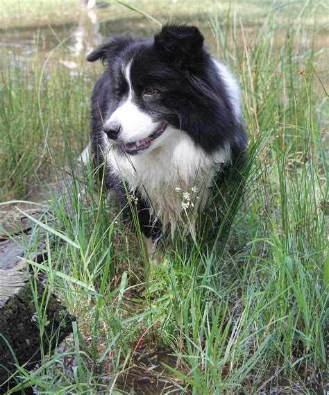 Purebred Puppies :: Purebred Dogs Listings