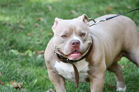Pregnant Pit Bull Gets Pulled From Animal Shelter By An Amazing Woman
