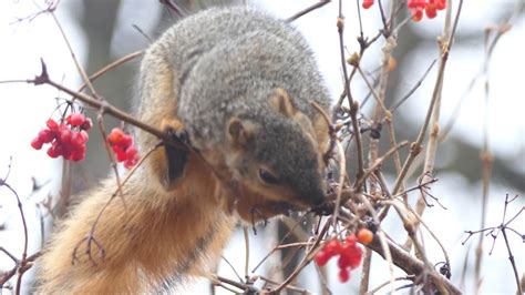 Squirrel Eating Berries In Fairfield Iowa Youtube