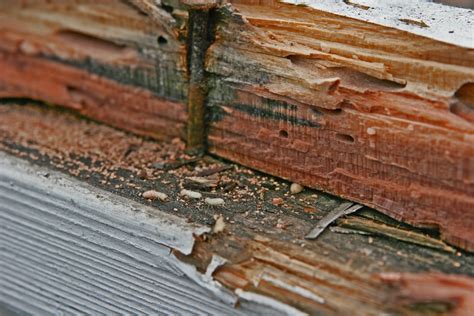 5 Signs Of A Home Termite Infestation