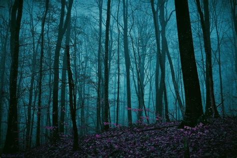 Night forest, Enchanted forest, Forest art