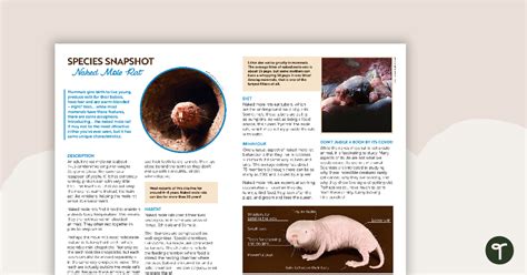 Species Snapshot Worksheet Naked Mole Rat Teach Starter