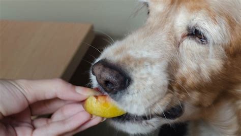 You're going to want to moderate the amount of peaches your dog eats at all times, or else you'll have a messy case of diarrhea on your hands you're going to have. Can Dogs Eat Peaches? Are Peaches Safe For Dogs? - Dogtime