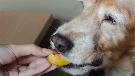 While eating a very small amount of this fruit is okay for cats, eating peaches or any other fruits in large amounts is very likely to cause stomach upset and diarrhea in cats. Can Dogs Eat Peaches? Are Peaches Safe For Dogs? - Dogtime
