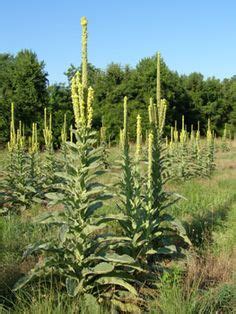 Redbarn dog natural lamb ear free shipping. 1000+ images about Herbs on Pinterest | Perennials ...