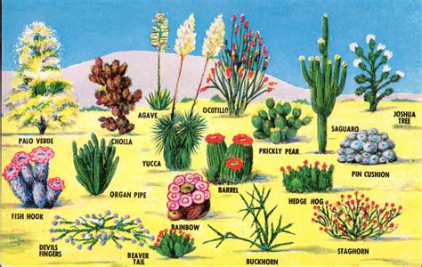 Desert Plants Introduction And Examples
