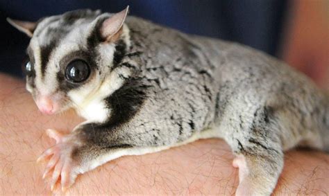 For example, ivan the terrible kept two bears in his palace. Sugar Gliders - Main Reasons Why Your Gliders Are Dying ...