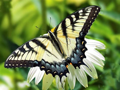 картинки Глотать белый Взгроможденный Бабочки и бабочки насекомое