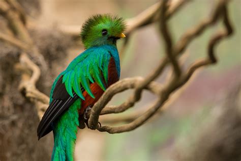 El Quetzal Ave Emblemática De Mesoamérica Al Borde De La Extinción