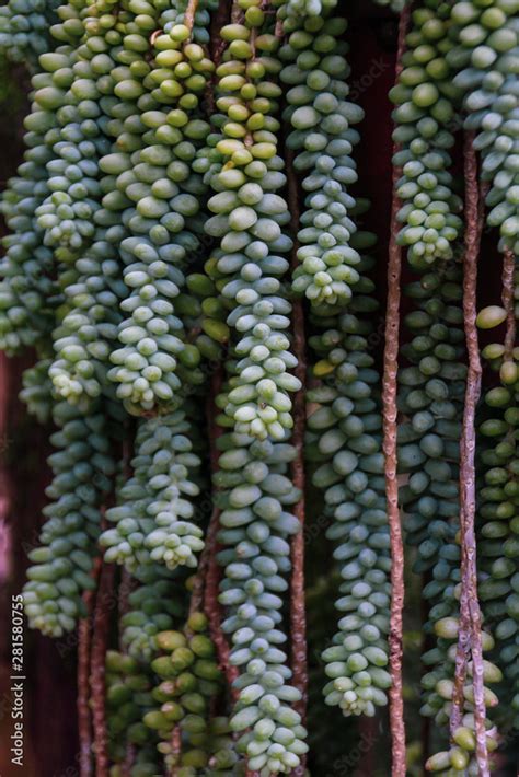 Sedum Morganianum The Donkey Tail Or Burros Tail Background Of Green