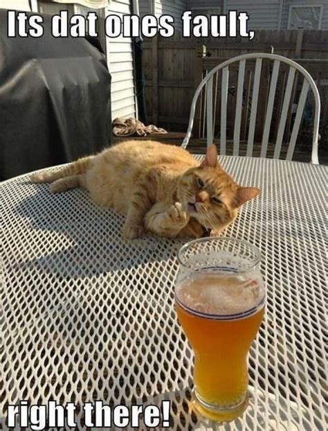 30 Best Drunk Cat Images On Pinterest Funny Stuff Funny Kitties And