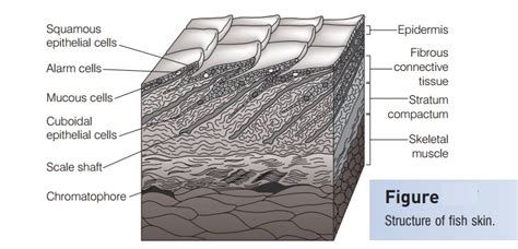 Epidermis - Integumentary skeleton of Fishes