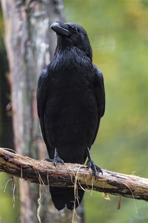 Flickrppte6bj Perched Raven A Quite Big Raven Perched On