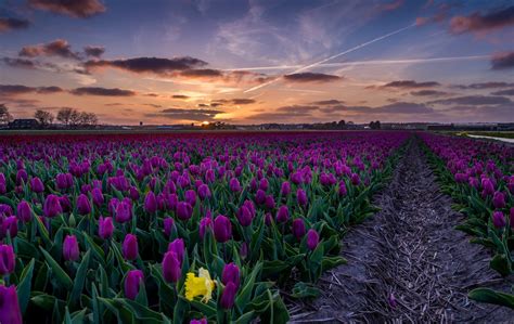 Tulips Field At Sunset Wallpapers Wallpaper Cave