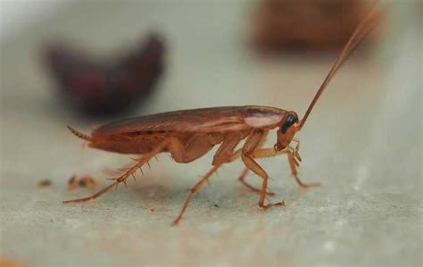 Why Cockroaches Invade Dallas Homes And How To Keep Them Out Quell Pest Control