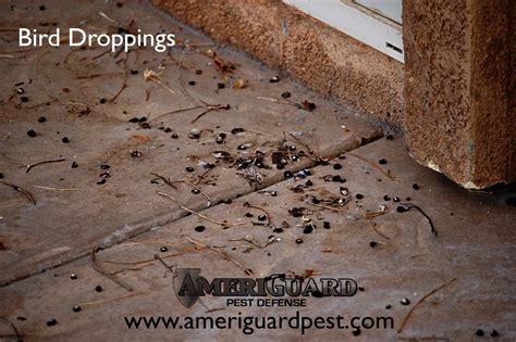 Pest Termite Gopher Control In Temecula Murrieta Hemet Moreno