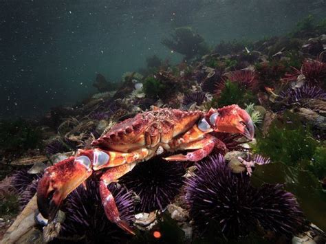 Underwater Creature Pictures, Underwater Creature Photos, Photo Gallery