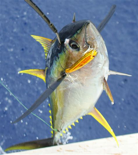 Tropical Affair Fishing With New 2012 Penn Reel For Yellowfin Tuna