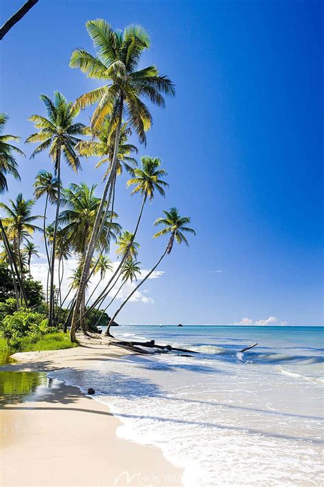 Download Image Majestic Palm Trees Lining Graceful White Sand Beach