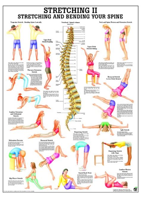 Spine Stretching Poster Clinical Charts And Supplies