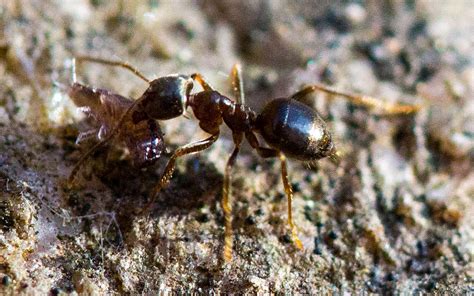 Um eine ameiseninvasion zu verhindern, gilt es zunächst einmal, ihren einzug in die wohnung mit einfachen mitteln zu verhindern. Ameisen aus dem Haus vertreiben