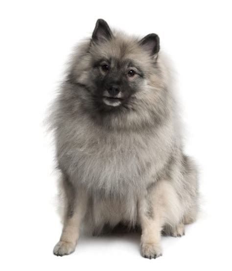 Kc registered keeshond puppies who will be ready to go to their forever homes, born and brought up in the home and will be very well socialised before they leave. Keeshonds for Sale - Adopt Keeshond Puppies for Sale ...