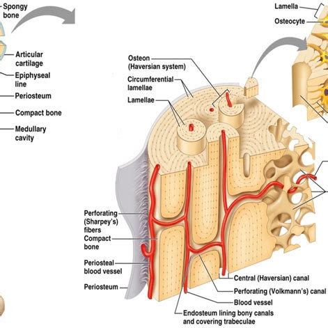 Helps keep bones light in weight. 31 Diagram Of A Long Bone - Wiring Diagram Database