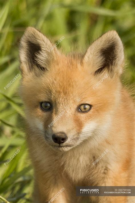 Red Fox Kit Standing In Green Meadow Grass Portrait — Tall Grass