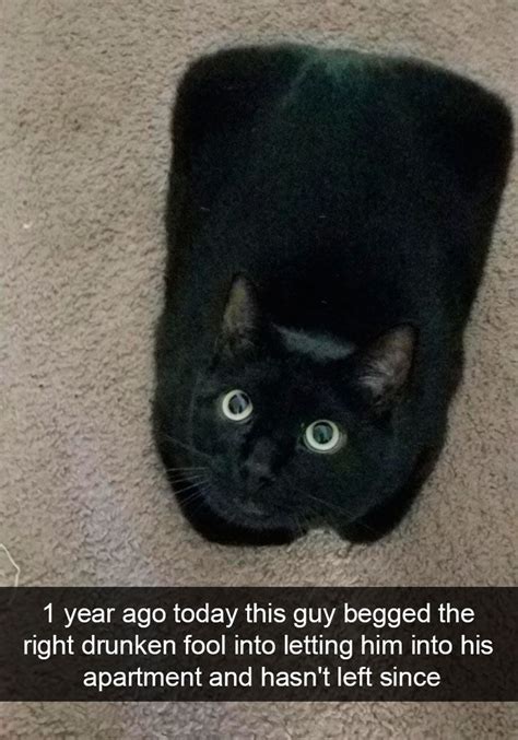 42 Funny Cat Snapchats That You Need To See Right Now