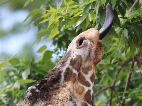 Reticulated Giraffe Facts Habitat Adaptations Pictures