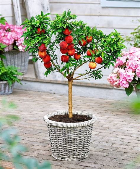Top 6 Dwarf Fruit Trees You Can Plant In A Mini Garden Dwarf Fruit