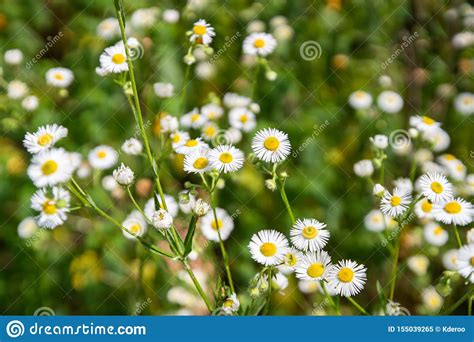Small Wild Daisy Flowers In The Field Stock Image Image Of