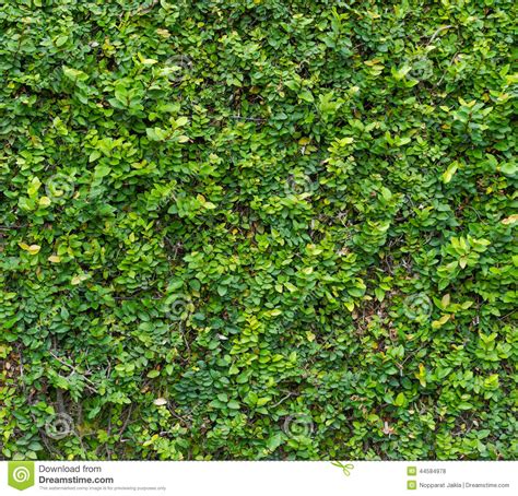 Green Bush Seamless Tileable Texture Stock Photo Image Of