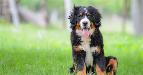 Bernese Mountain Dog Breed Information Manypets Manypets