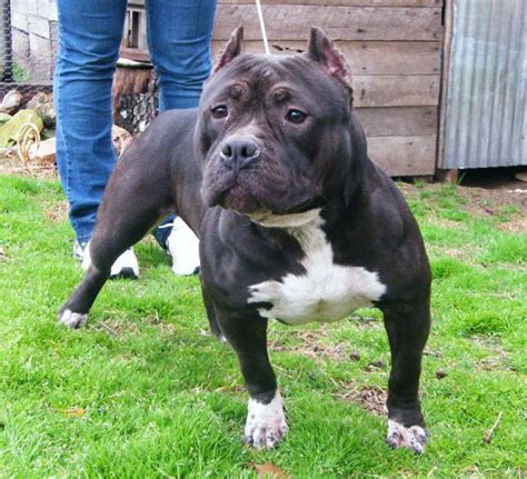 It is easy to distinguish between gotti pitbulls and other types. East Coast Gotti Line Bully, Dogs Produced Page 2 Bully ...