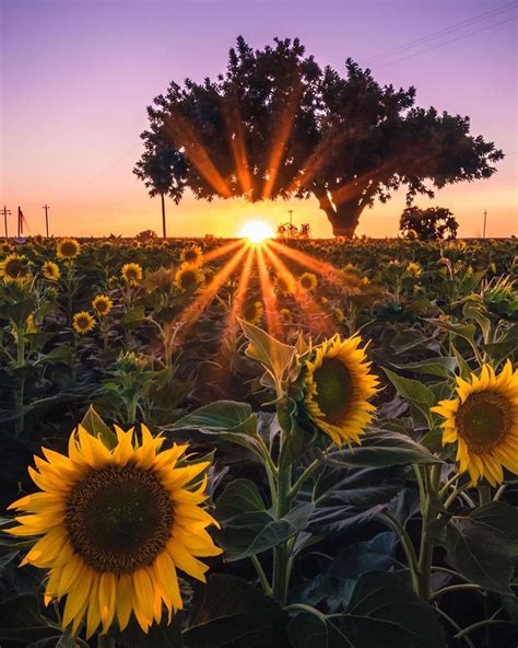 Albums 100 Background Images What Colors To Wear In A Sunflower Field