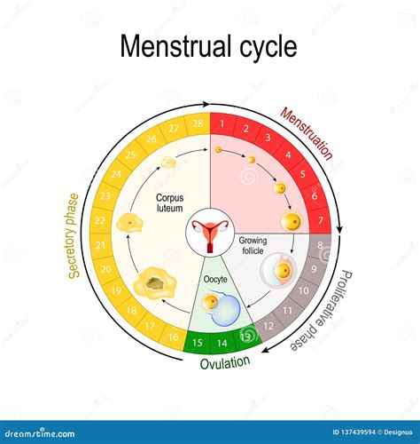 Carta del ciclo menstrual ilustración del vector Ilustración de normal