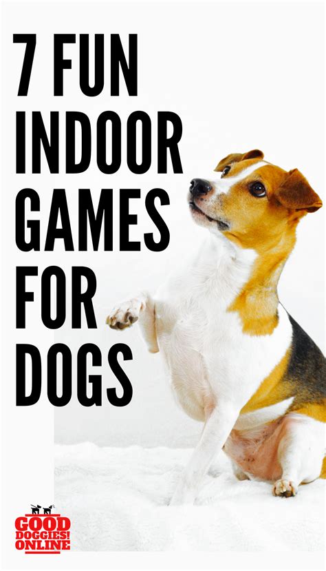 Seven Fun Games To Play With Your Dog Indoors Dog