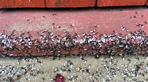 We did not find results for: Flying Ants: How To Get Rid of Winged Ants at Your Home