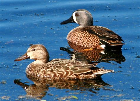 Pixel Pics Pair Of Blue Winged Teal Ducks